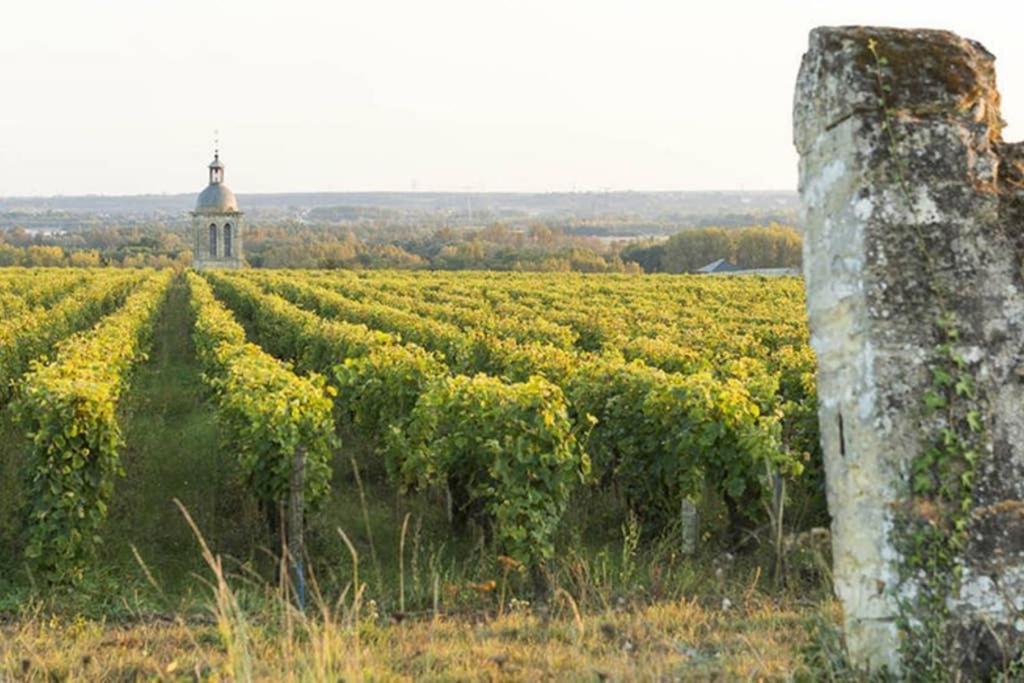 Apartmán Studio Au Coeur Des Vignes Montlouis-sur-Loire Exteriér fotografie